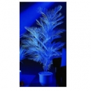 Kentia Palme UV-Weiss 1-fach 90cm